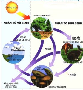 hệ sinh thái sinh học 12